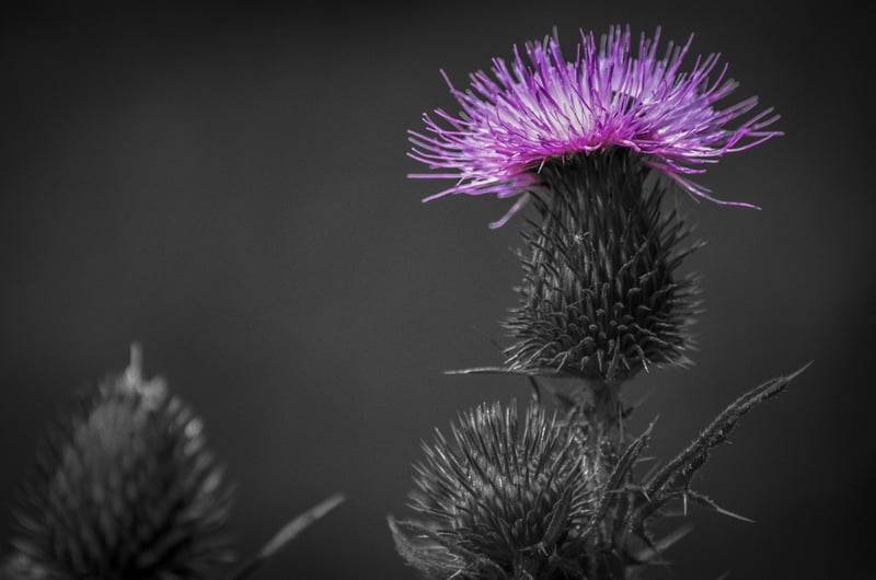Mystical herbs
