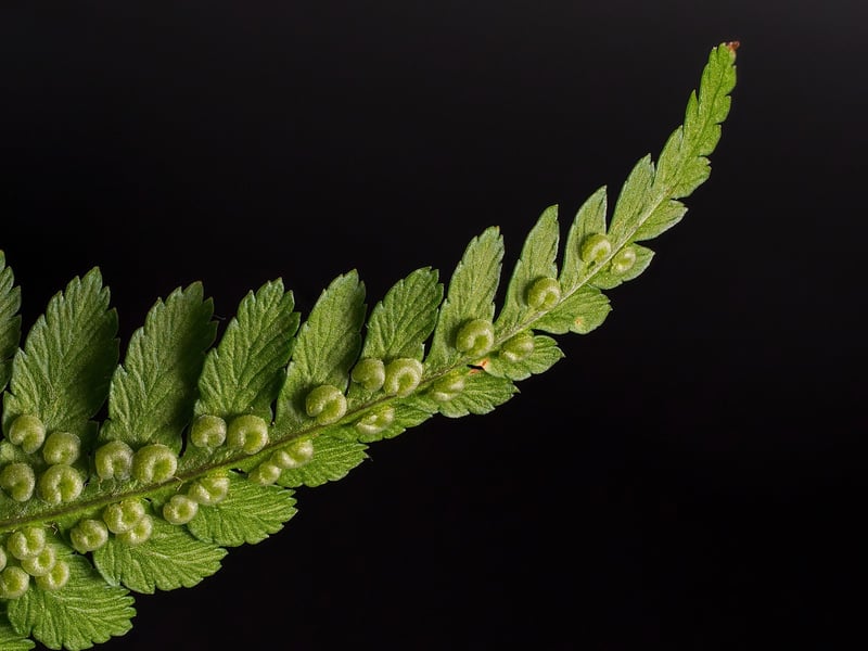 Dragon Scale Fern