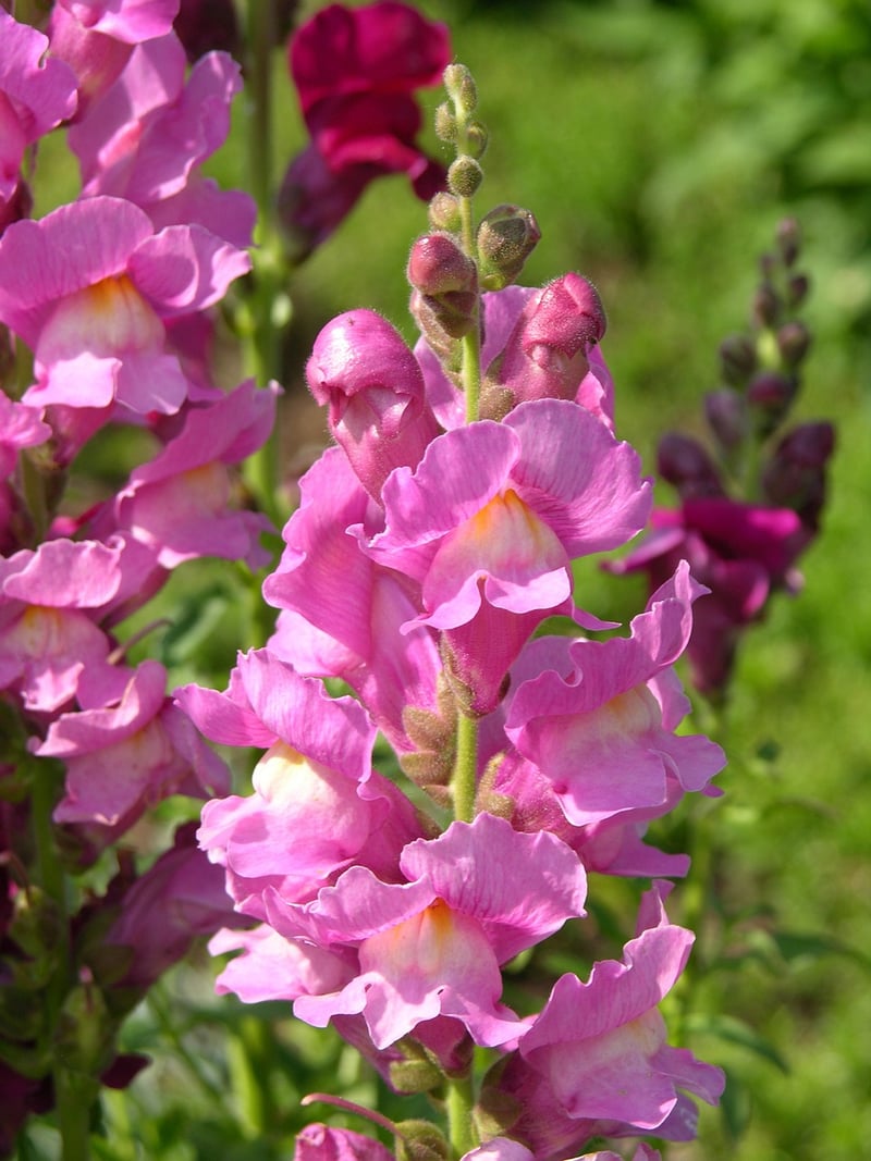 Snapdragon